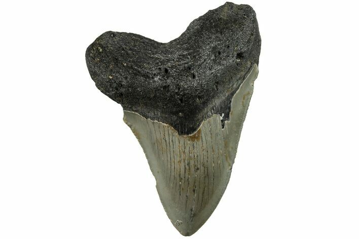 Serrated, 3.24" Fossil Megalodon Tooth - North Carolina